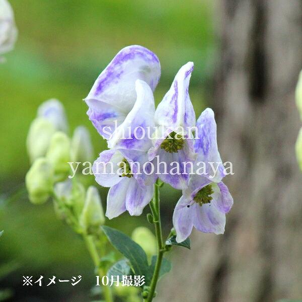 1ポット 二色咲きトリカブト 9cmポット苗 山野草 鳥兜 アコニタム クラウディ 新商品 7 9葉が茂っています 2color Torikabuto 紫桜館 山の花屋 通販 Yahoo ショッピング