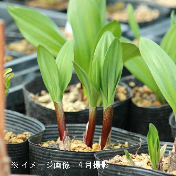 　商品名：行者にんにく　和名：行者大蒜、行者葫　学名：Alliumvictorialissubsp.platyphyllum　別名：アイヌネギ（あいぬねぎ）、キトビロ、ヤマビル、ヤマニンニク　分類：ユリ科ネギ属　耐寒性多年草　草丈：40〜7...