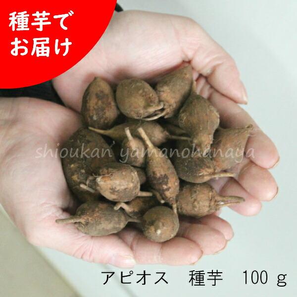 (100g)岩手県産アピオス　種芋100g(目安10〜15個) ほどいも/生芋/土付き/※入荷済み