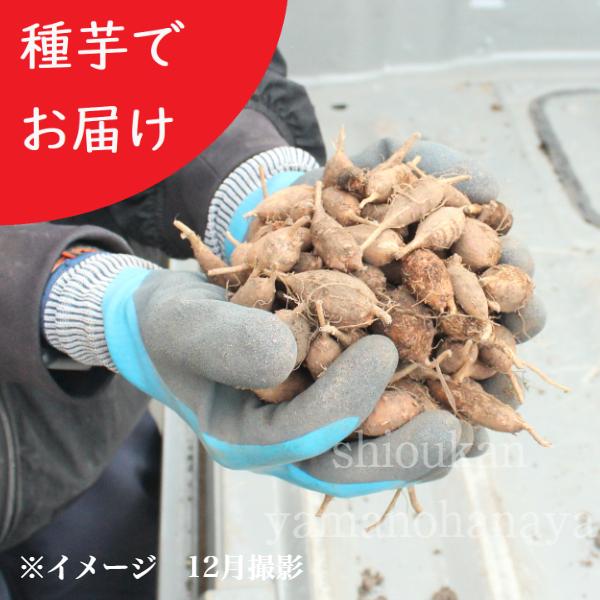 　和名：ほど芋（ほどいも）　学名：Apiosfortunei　別名：ホド、ポテトビーン、インディアンポテト　分類：マメ科ホドイモ属　耐寒性多年草　つる性植物　管理場所：日向　植え付け適期：春　桜が咲くころまで　開花時期：夏　収穫時期：１０月...