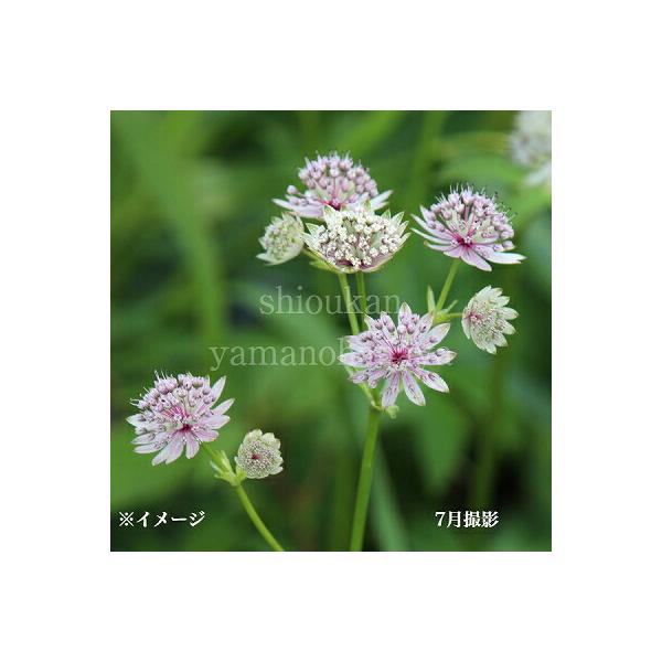 　学名：Astrantia‘major’（アストランテアマヨル）　分類：セリ科アストランティア属　耐寒性多年草　開花時期：６〜７月　草丈：４０〜８０ｃｍ　耐暑性（弊社で経験済みの温度）：３０℃　耐寒性（弊社で経験済みの温度）：-１５℃マヨー...