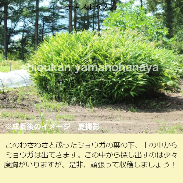5株 晩生ミョウガ素掘り苗5株山菜苗 秋茗荷 22年収穫見込み株 12月3日お届け開始 Buyee Buyee 提供一站式最全面最專業現地yahoo Japan拍賣代bid代拍代購服務
