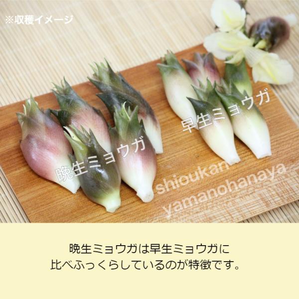 5株 晩生ミョウガ素掘り苗5株山菜苗 秋茗荷 22年収穫見込み株 12月3日お届け開始 Buyee Buyee 提供一站式最全面最專業現地yahoo Japan拍賣代bid代拍代購服務