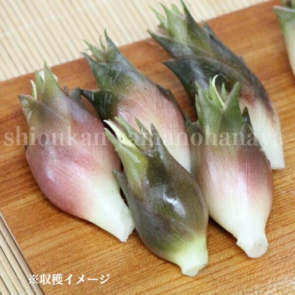 2ポット 晩生ミョウガ 9cmポット苗2ポットセット 山菜苗 耐寒性多年草 秋茗荷 4 10まだ芽吹いていません Banmyou10 紫桜館 山の花屋 通販 Yahoo ショッピング