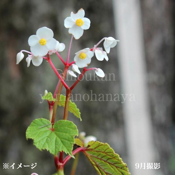 シュウカイドウ 9〜10.5cmポット苗 山野草/ベコニアの原種/新商品 ※休眠 地上部無し