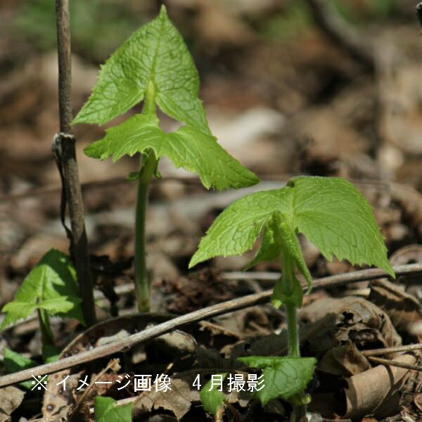 　別名：イヌドウナ、ボンナ、ウドブキ　学名：Paraseneciohastatussubsp.Tanakae　草丈：50~1.5m程　分類：キク科コウモリソウ属　耐寒性多年草　開花時期：7〜9月　管理場所：　湿り気のある半日陰　耐暑性（弊社...