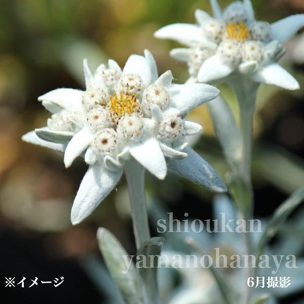 エーデルワイス 9cmポット苗 耐寒性多年草/新商品/※5/2葉が展開中 : 紫