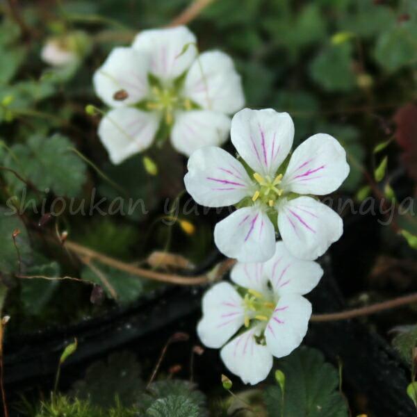 白花大輪ヒメフウロソウ 7.5〜9cmポット苗 山野草/耐寒性多年草/新商品