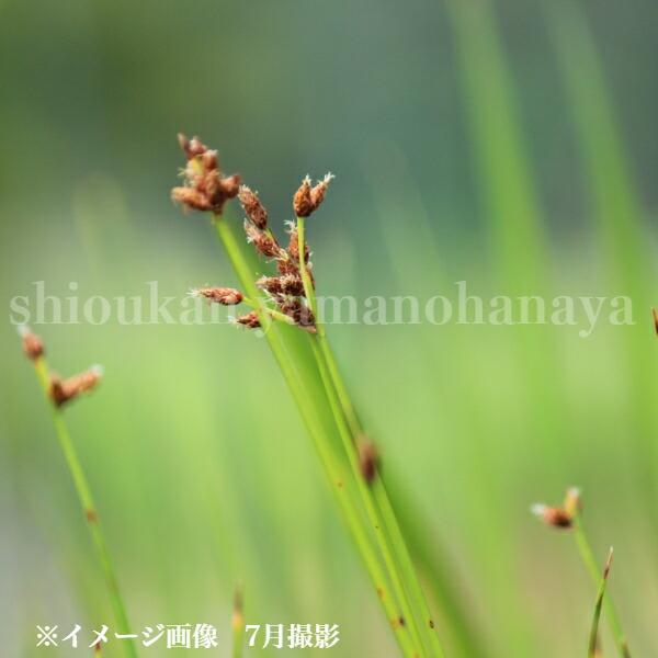 ポット フトイ 10 5cmポット苗ポットセット 植え付け1年後以降の開花見込み苗 湿地性多年草 ビオトープ 太藺 Futoi28 紫桜館 山の花屋 通販 Yahoo ショッピング