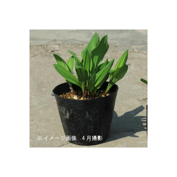 　商品名：行者にんにく　和名：行者大蒜、行者葫　学名：Alliumvictorialissubsp.platyphyllum　別名：アイヌネギ（あいぬねぎ）、キトビロ、ヤマビル、ヤマニンニク　分類：ユリ科ネギ属　耐寒性多年草　草丈：40〜7...