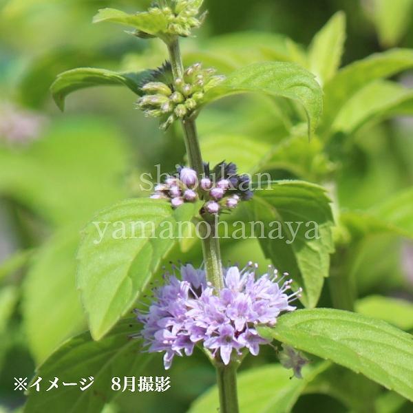 (20ポット)日本ハッカ 9cmポット苗20ポットセット 山野草/耐寒性多年草/日本薄荷/ミント/※8/18葉が展開中