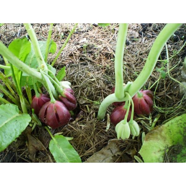 1ポット マタサキハッカクレン12cmポット苗山野草 耐寒性多年草 六角蓮 台湾八角蓮 4 3開花中 Buyee Buyee 提供一站式最全面最專業現地yahoo Japan拍賣代bid代拍代購服務