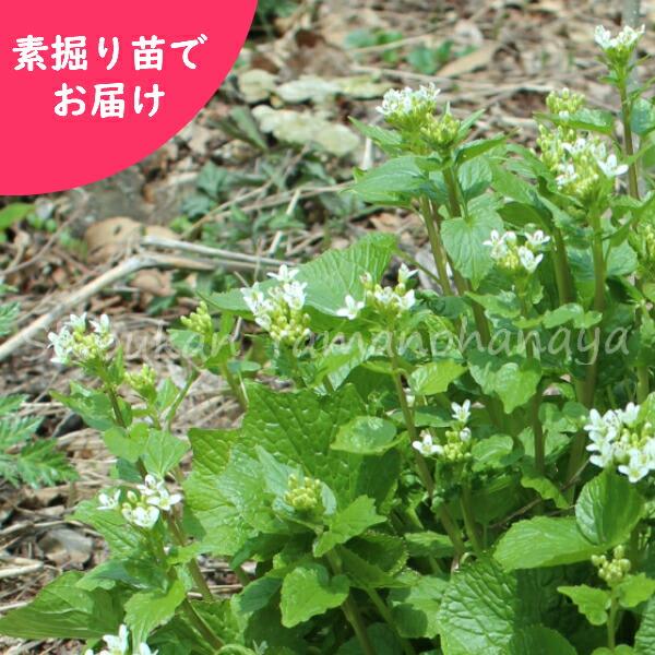 　和名：畑山葵　別名：山葵（やまわさび）　学名：Eutrema japonicum　分類：アブラナ科ワサビ属　耐寒性多年草　開花時期：３〜５月　管理場所：湿気のある半日陰　耐暑性（弊社で経験済みの温度）：３０℃　耐寒性（弊社で経験済みの温度...