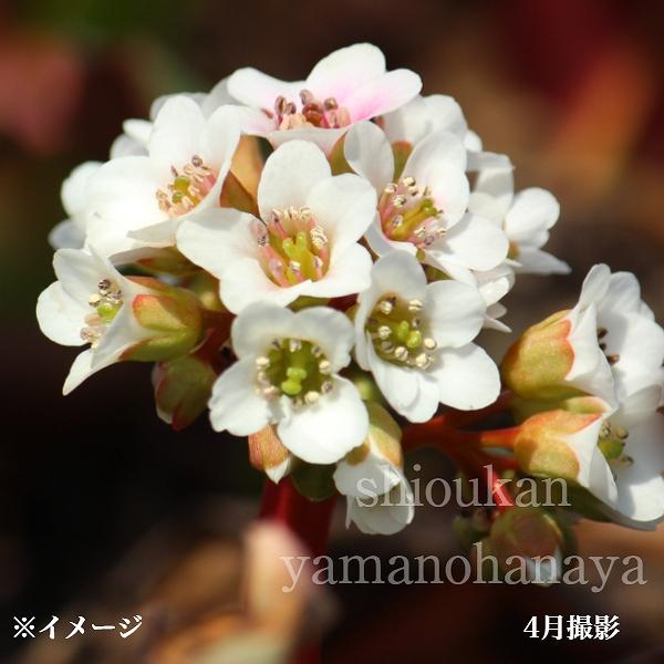 1ポット ヒマラヤユキノシタ 白花 10 5cmポット苗 宿根草 耐寒性多年草 花壇苗 ベルゲニア Himarayayukinositasiro 紫桜館 山の花屋 通販 Yahoo ショッピング