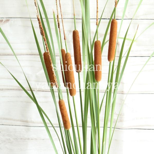 　和名：姫蒲　学名：Typhadomingensis　分類：ガマ科ガマ属　　　　湿地性（抽水）植物　耐寒性多年草　開花時期：８月　管理場所：日向の湿地　耐暑性（弊社で経験済みの温度）：３０℃　耐寒性（弊社で経験済みの温度）：-１５℃ガマより...