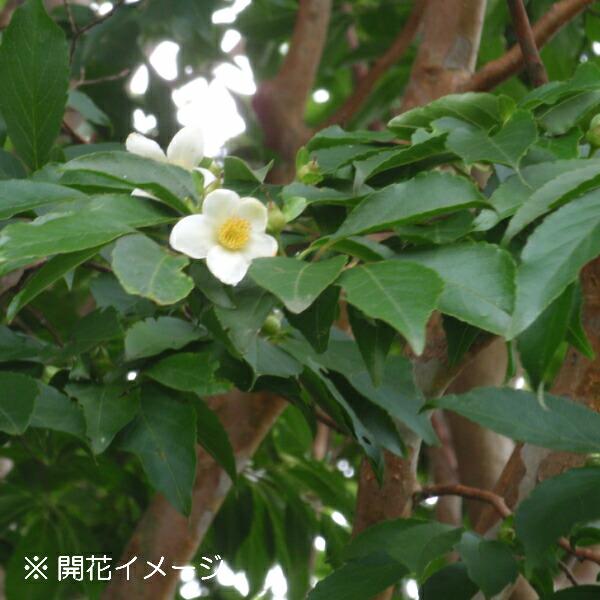 姫沙羅9〜10.5cmポット苗100ポットセットの魅力と育て方