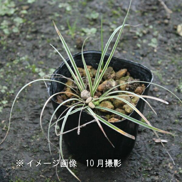 斑入りカンスゲ 9cmポット苗 山野草/耐寒性多年草/寒菅/※6/3葉が展開中
