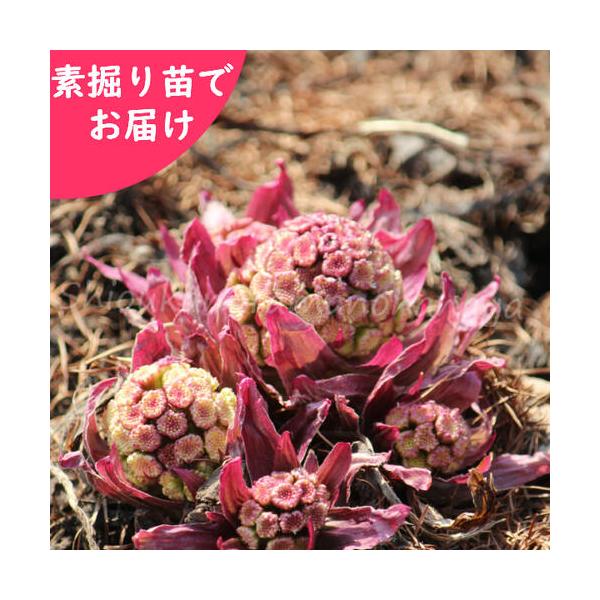 　学名：Petasitesjaponicus　※日本自生種　和名：蕗、苳、款冬、菜蕗　分類：キク科フキ属　植え付け適期：春または秋　耐暑性（弊社で経験済みの温度）：３０℃　耐寒性（弊社で経験済みの温度）：-１５℃とても珍しい赤い蕗の薹です。...