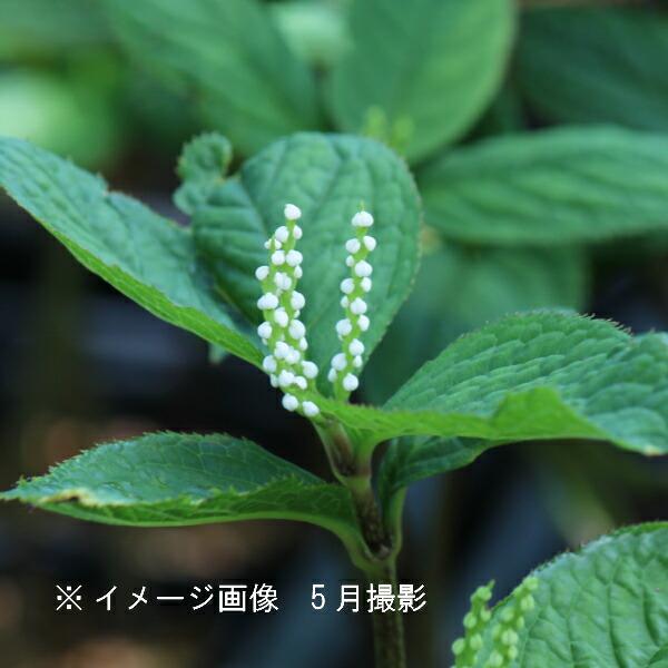 フタリシズカ 9cmポット苗 山野草/耐寒性多年草/二人静/※休眠 地上部