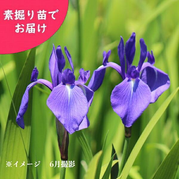 株 カキツバタ 素掘り苗株 山野草 杜若 菖蒲 アヤメ 23年開花見込み株 入荷済み Kakitu 紫桜館 山の花屋 通販 Yahoo ショッピング
