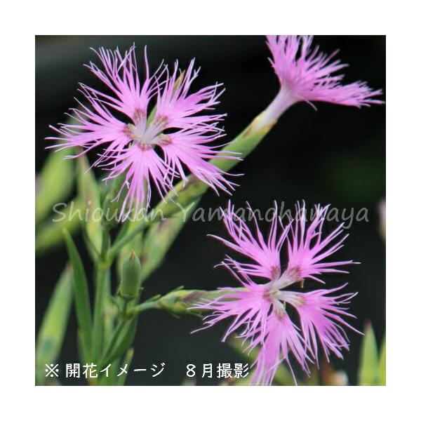 ナデシコ 花 苗の人気商品 通販 価格比較 価格 Com