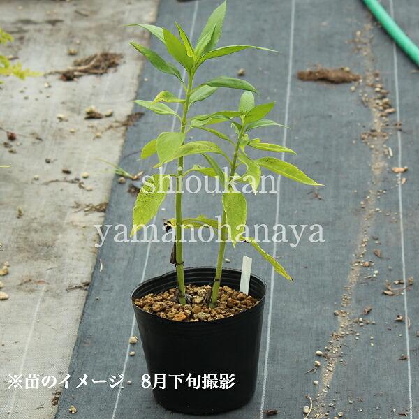 菊芋 苗の人気商品 通販 価格比較 価格 Com