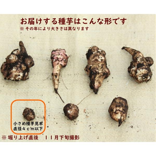 1kg)岩手県産キクイモ種芋1kg(目安5〜10個) 唐芋/菊芋/生芋/無農薬栽培/土付き/12月3日お届け開始/【Buyee】 日本代购平台-产品购物网站大全-Buyee一站式代购 1kg)岩手県産キクイモ種芋1kg(目安5〜10個) 唐芋/菊芋/生芋/無農薬栽培/土付き/12月3日お届け開始/【Buyee】 日本代购平台-产品购物网站大全-Buyee一站式代购