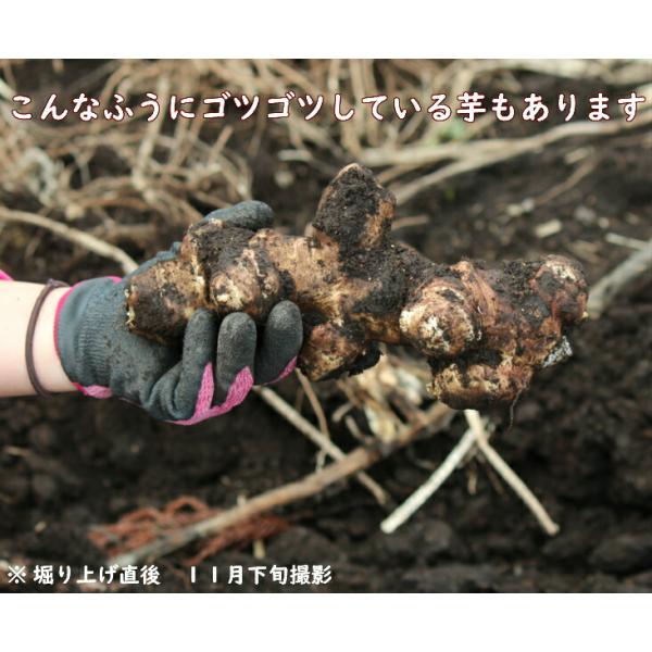 1kg)岩手県産キクイモ種芋1kg(目安5〜10個) 唐芋/菊芋/生芋/無農薬栽培/土付き/12月3日お届け開始/【Buyee】 日本代购平台-产品购物网站大全-Buyee一站式代购 1kg)岩手県産キクイモ種芋1kg(目安5〜10個) 唐芋/菊芋/生芋/無農薬栽培/土付き/12月3日お届け開始/【Buyee】 日本代购平台-产品购物网站大全-Buyee一站式代购