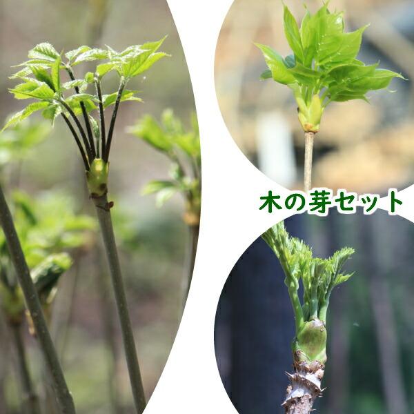 人気の木の芽山菜苗をセットにしました。9cmポット苗〜10.5cmポット苗を各２ポット　分類：ウコギ科　収穫時期：4〜5月※ひげ根がなく、木の様な根ですが、この状態で充分育ちますので、ご心配なさらないで下さい。■育て方などの詳細は、　パソコ...