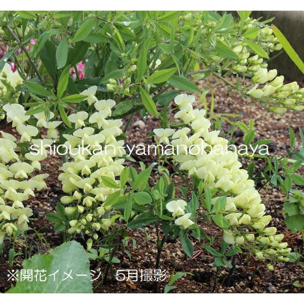 1ポット ムラサキセンダイハギ 黄蝶 12cmポット大株苗 宿根草 耐寒性多年草 休眠期中 地上部なし Kityou 紫桜館 山の花屋 通販 Yahoo ショッピング
