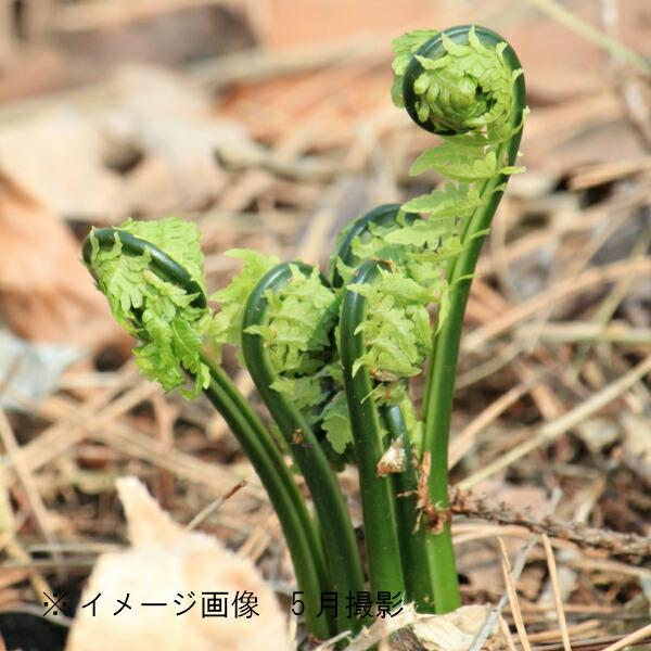 　学名：Matteuccia struthiopteris　和名：草蘇鉄（クサソテツ）　別名：コゴメ、カンソウ、ガンソウ　分類：イワデンダ科クサソテツ属　耐寒性多年草※6月〜10月は葉茎を切り詰めてお届けとなります。切り詰めて植え付けた方が...