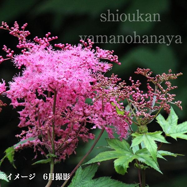 (20ポット)コシジシモツケソウ 9〜10.5cmポット苗20ポットセット 山野草/耐寒性多年草/新商品/※今季開花終了 9/21葉に傷みあり