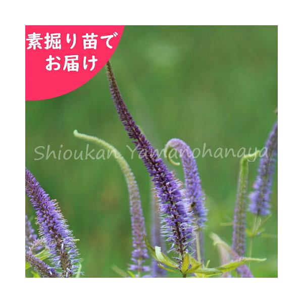 期間限定送料無料 100株 サンカヨウ 素掘り苗100株 山野草 山苛葉 22年開花見込み株 9月10日お届け開始 絶賛 Www Hudsonvalleysportsreport Com