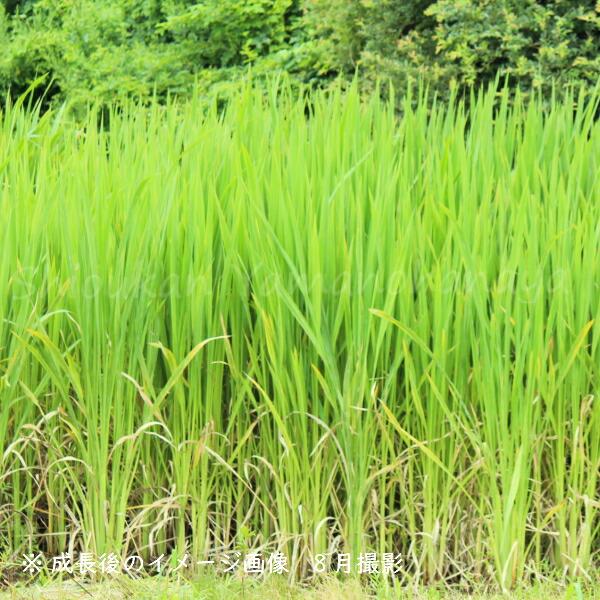 achi　マコモダケ苗　200本+α マコモタケ苗 マコモ苗　マコモダケ 2025年最新】マコモダケ 苗の人気アイテム - メルカリ