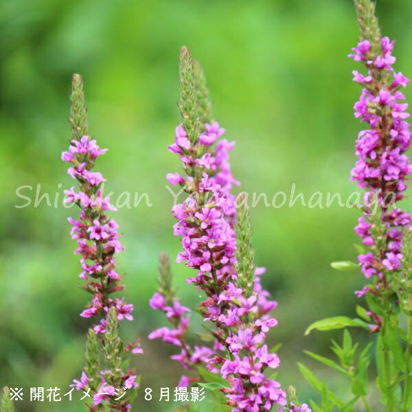 多年草 花の人気商品 通販 価格比較 価格 Com