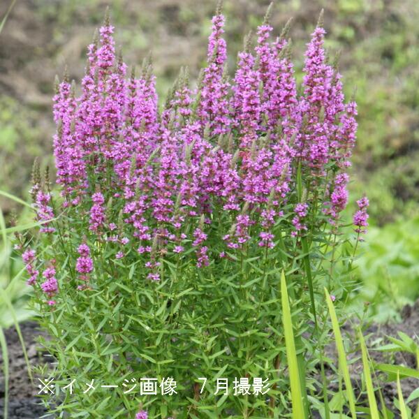 1ポット ミソハギ9cmポット苗山野草 湿地植物 耐寒性多年草 禊萩 精霊花 Buyee 日本代购平台 产品购物网站大全 Buyee一站式代购bot Online