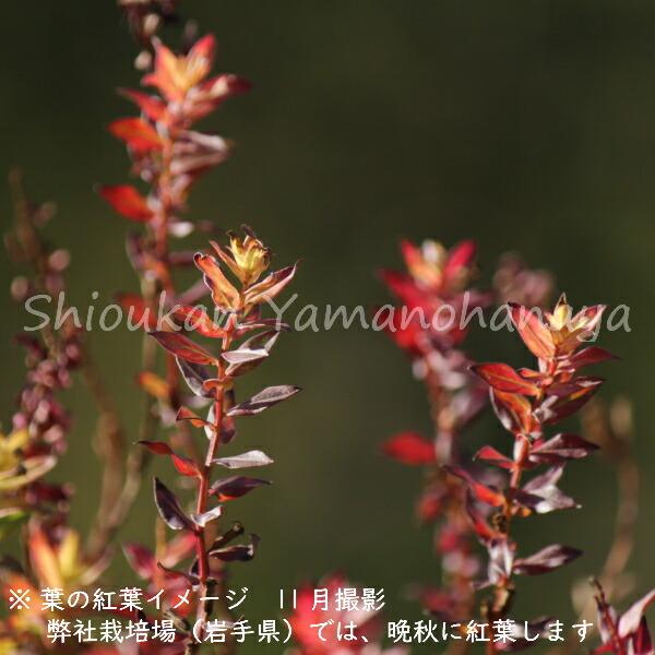 1ポット ミソハギ9cmポット苗山野草 湿地植物 耐寒性多年草 禊萩 精霊花 Buyee 日本代购平台 产品购物网站大全 Buyee一站式代购bot Online