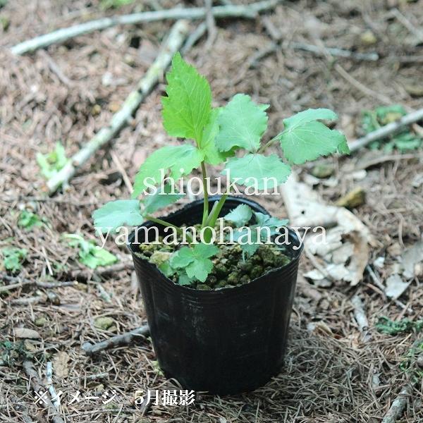 超特価激安 2ポット ミツバ 9cmポット苗2ポットセット 山菜苗 耐寒性多年草 三つ葉 3 4芽吹き始め Sarozambia Com