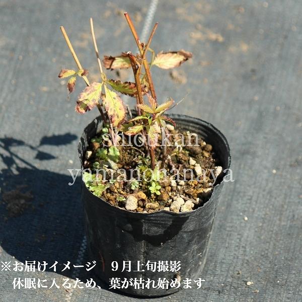 1ポット ミツバシモツケ 9cmポット苗 宿根草 耐寒性多年草 ギレニア Buyee Buyee Japanese Proxy Service Buy From Japan Bot Online