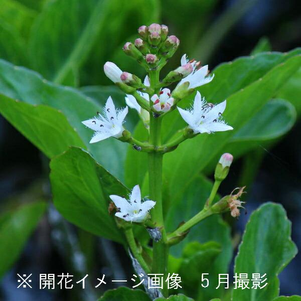 1ポット ミツガシワ 10 5cmポット苗 水生植物 ビオトープ 耐寒性多年草 三槲 8 19葉に傷みあり Mitugasiwa10 紫桜館 山の花屋 通販 Yahoo ショッピング