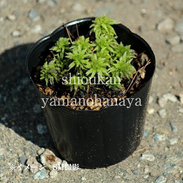 ミズゴケの通販 価格比較 価格 Com