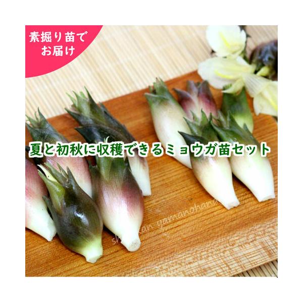 ミョウガ 苗の人気商品 通販 価格比較 価格 Com