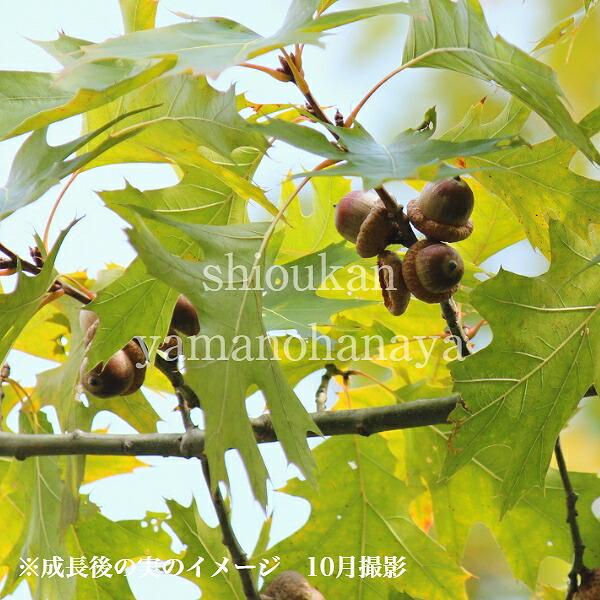 (1ポット)どんぐりの木/ナラガシワ　10.5cmポット1本立ち苗　樹高10〜20ｃｍ/落葉樹/苗木/ドングリ/※6/15葉が茂っています