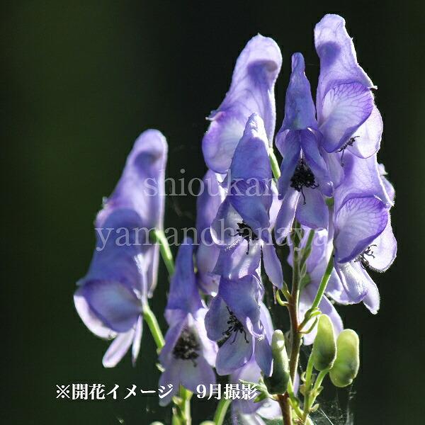 1ポット オクトリカブト 9cmポット苗 秋咲き山野草 鳥兜 アコニタム 新商品 8 31今季開花終了 地上部無しでお届け Okutorikabuto 105p 紫桜館 山の花屋 通販 Yahoo ショッピング