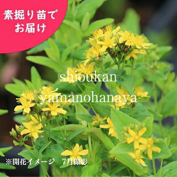 苗 オトギリソウの人気商品 通販 価格比較 価格 Com