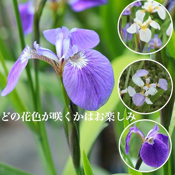 花色おまかせ】ヒオウギアヤメ 10.5cmポット苗 山野草/耐寒性多年草/檜
