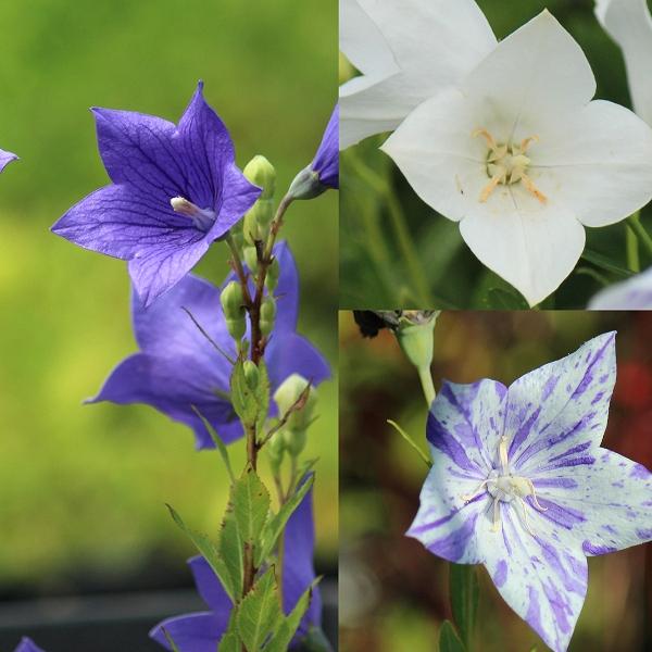 【花色おまかせ】野生キキョウ　9〜10.5cmポット苗　 数量割引あり/山野草/耐寒性多年草/桔梗/※休眠 地上部無し