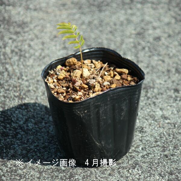 1ポット ピンクタンナワレモコウ10 5cmポット苗山野草 宿根草 耐寒性多年草 吾亦紅 Buyee Buyee 提供一站式最全面最專業現地yahoo Japan拍賣代bid代拍代購服務