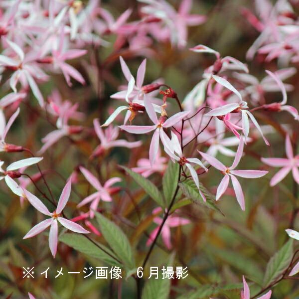桃花ミツバシモツケ`ピンクプロフュージョン' 9〜10.5cmポット苗 新