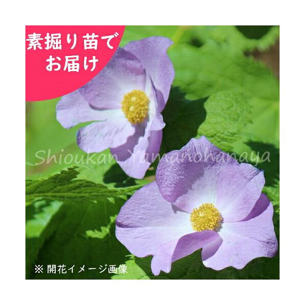 予約受付中▼(5株)シラネアオイ 素掘り苗5株 山野草/白根葵/※2026年10月23日お届け開始